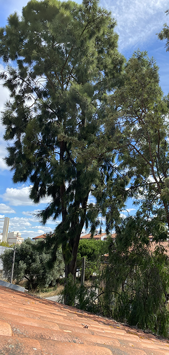 casuarina do tempo da gravília 72pdi site